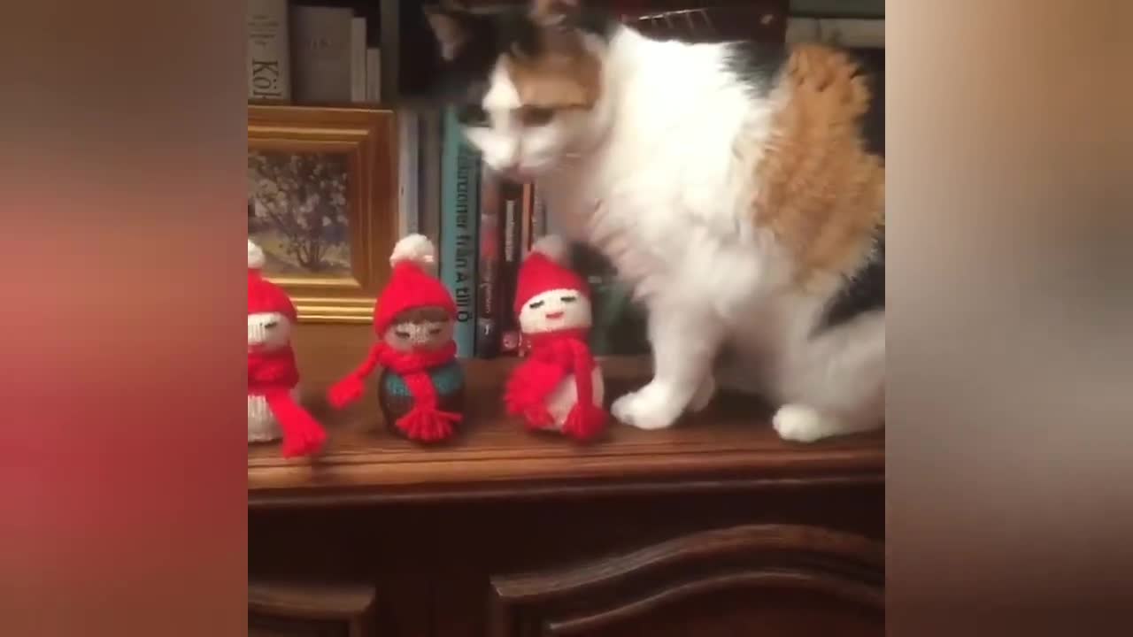 cute cat funny things video