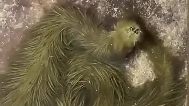 An ordinary water snake in Thailand became like this after being attached to algae
