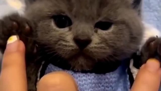 Cutest Cat Black 2022 Funny Animals cat cutecat