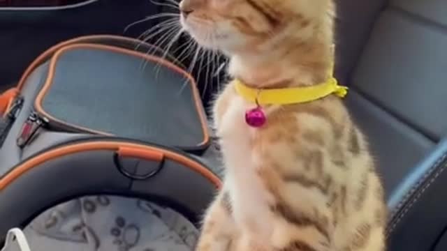 #short #Cat #funny funny cat videos short