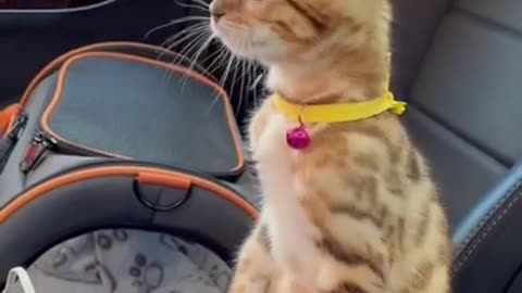 #short #Cat #funny funny cat videos short