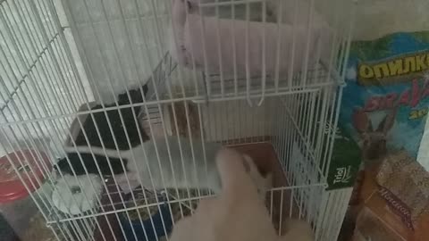 the rat shows how he loves the owner