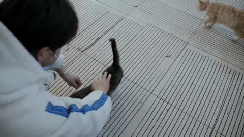 These Cat At The Fish Markets Are So Cute Pt5