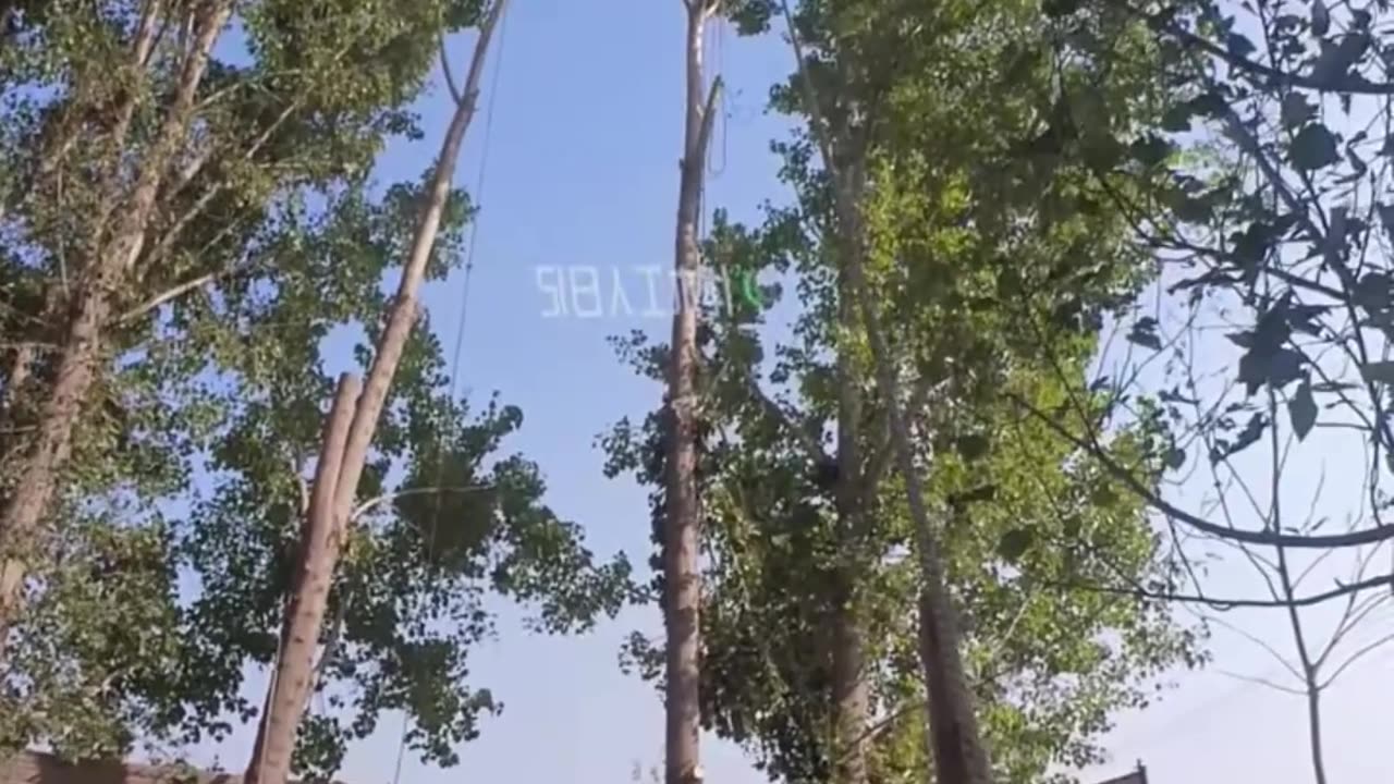 Safely Guiding the Tree Fall: Cameraman's Role in Tree Cutting Operation 14 #shorts #lumberjack