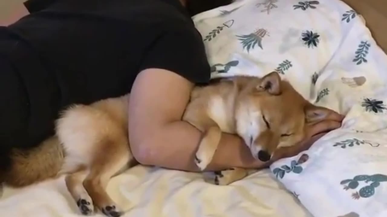 Cute and funny animals