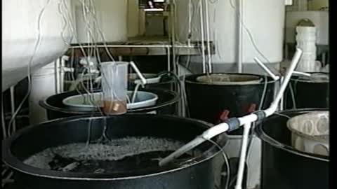 Shrimp Farming - a Multi-Billion Dollar Business!