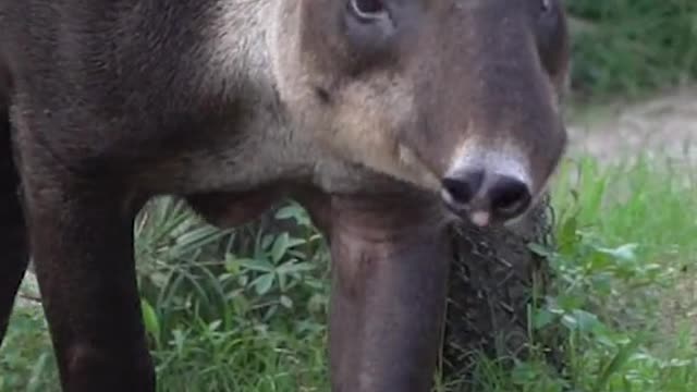 tapir