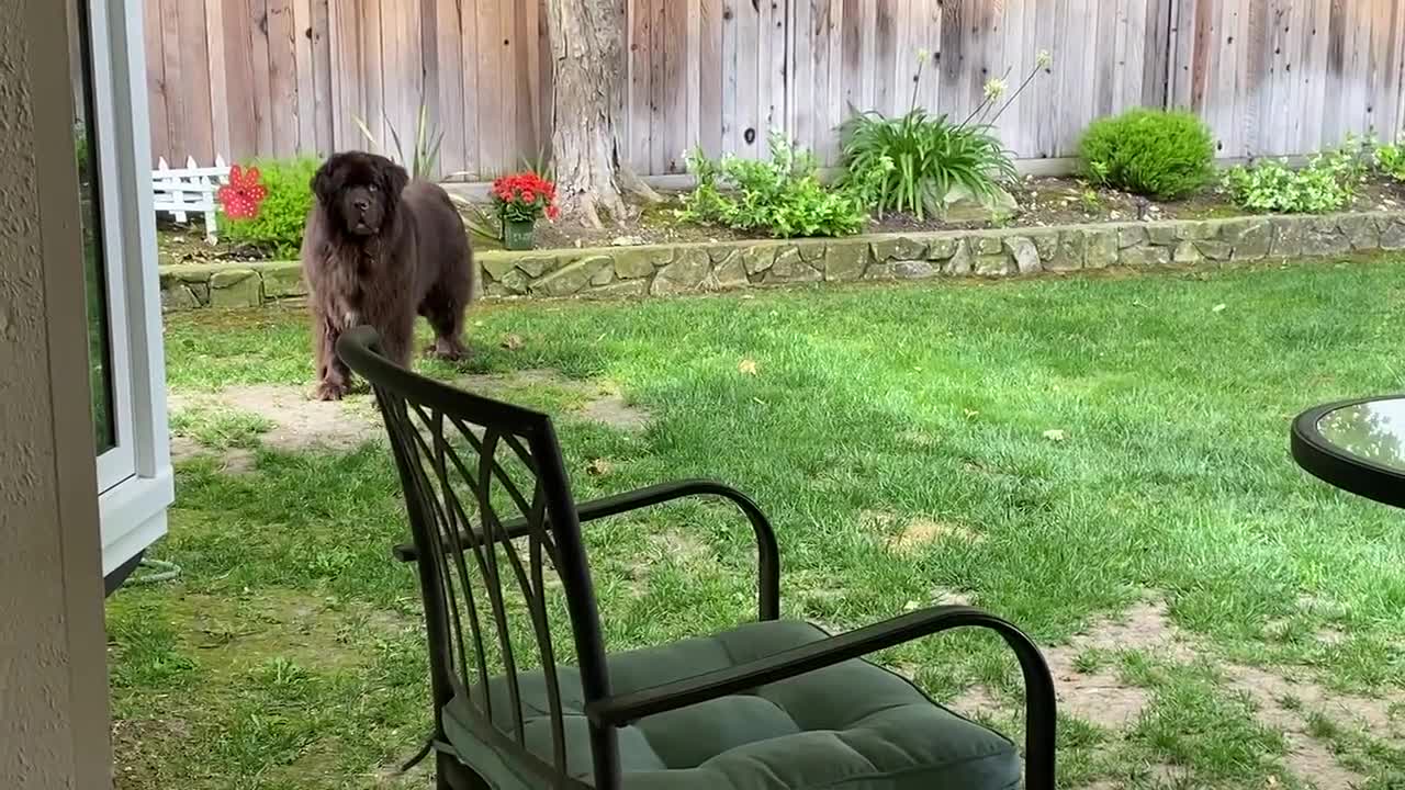 newfoundland dogs do things on their own$