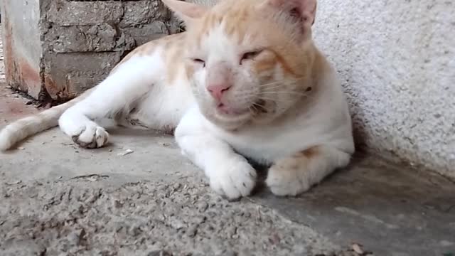 Cat funny videos