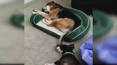 Dog to Dog funny moments.