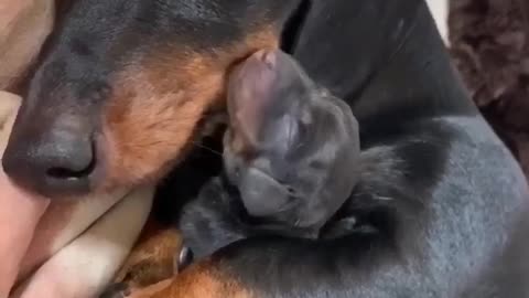 Dog and Your Puppy - So Cute