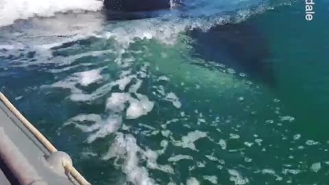 Killer whales following fishing boat and luxury yacht