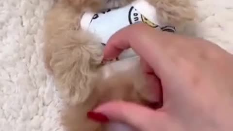 Cute Dog training