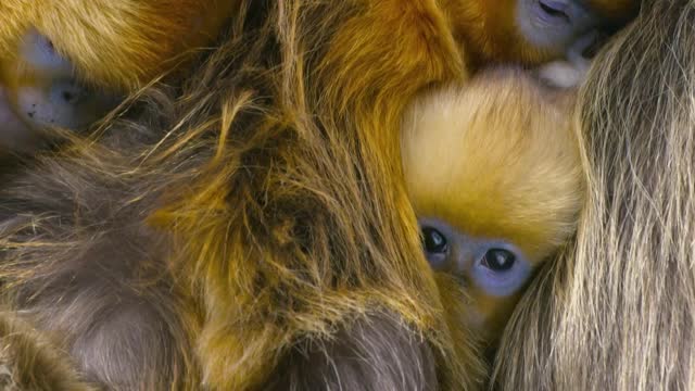 Seven Worlds, One Planet: Extended Trailer (ft Sia and Hans Zimmer) | New David Attenborough Series