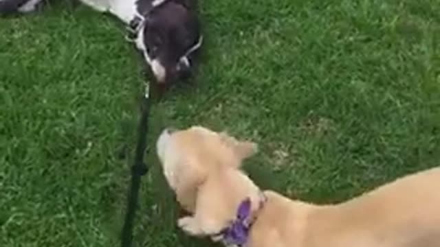 Blonde dog tries to pull brown dog on leash while he's sleeping on grass