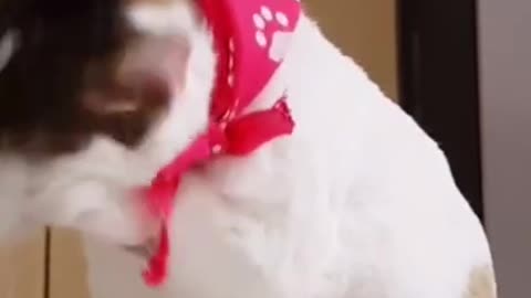 cats funny