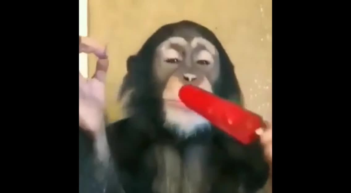 Funny monkey acting animal