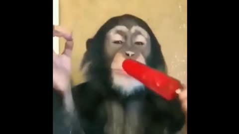 Funny monkey acting animal