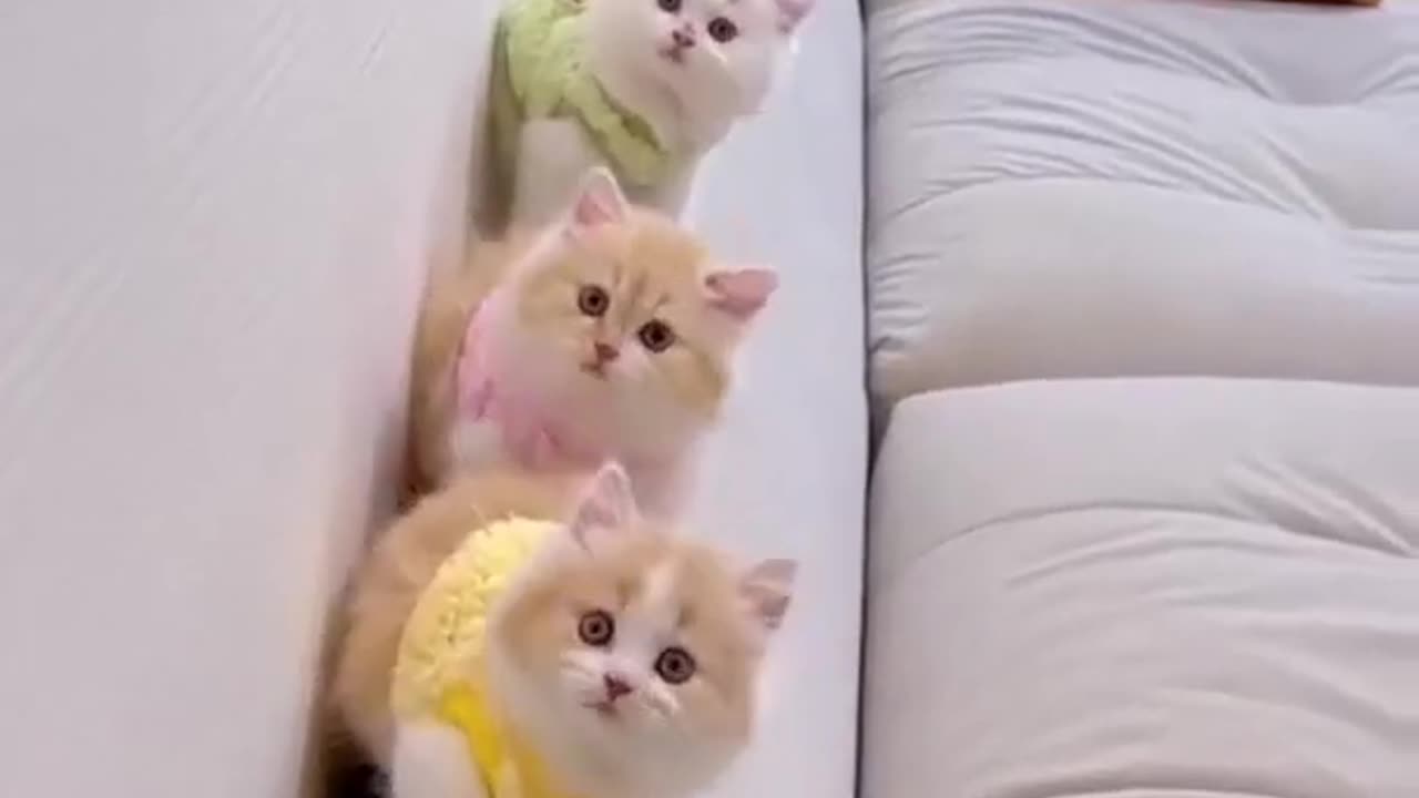 Funniest Videos 2023 😂 Funny Cats 🐱