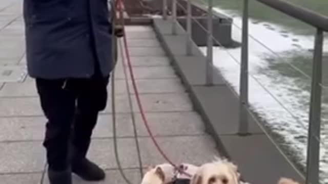 Celebrities dogs price shock you
