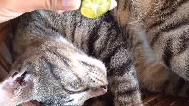 prank- cat x kitten sleeping lemon🍋 sour fruit prank