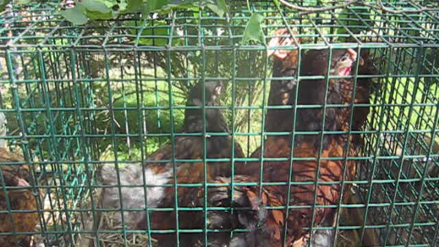 Polish hens and rabbit