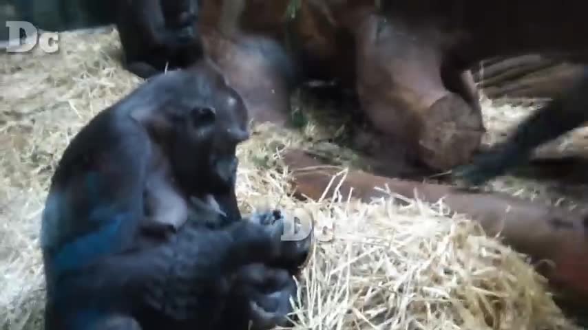 Gorilla and dog video