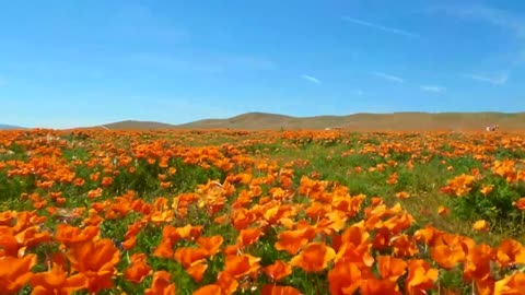 California Super Bloom- Antelope Valley