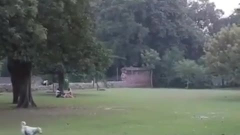 The dog was taken away by the eagle