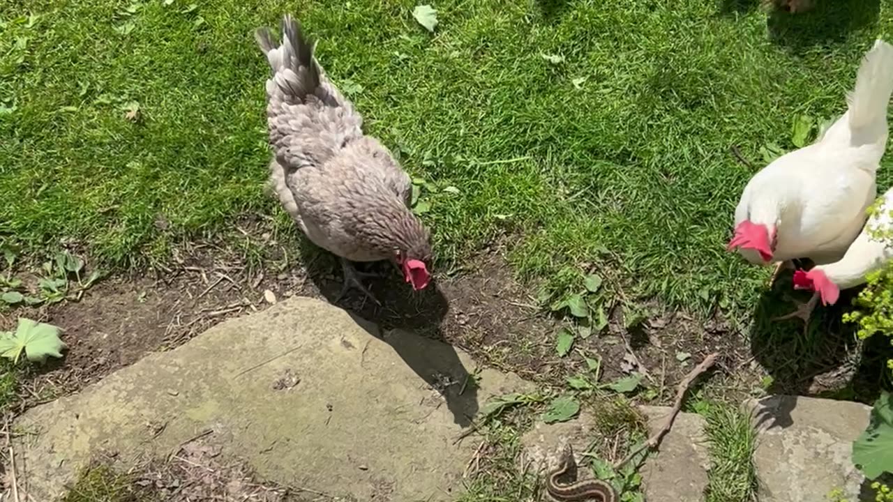 Backyard Chickens Meet Garter Snake