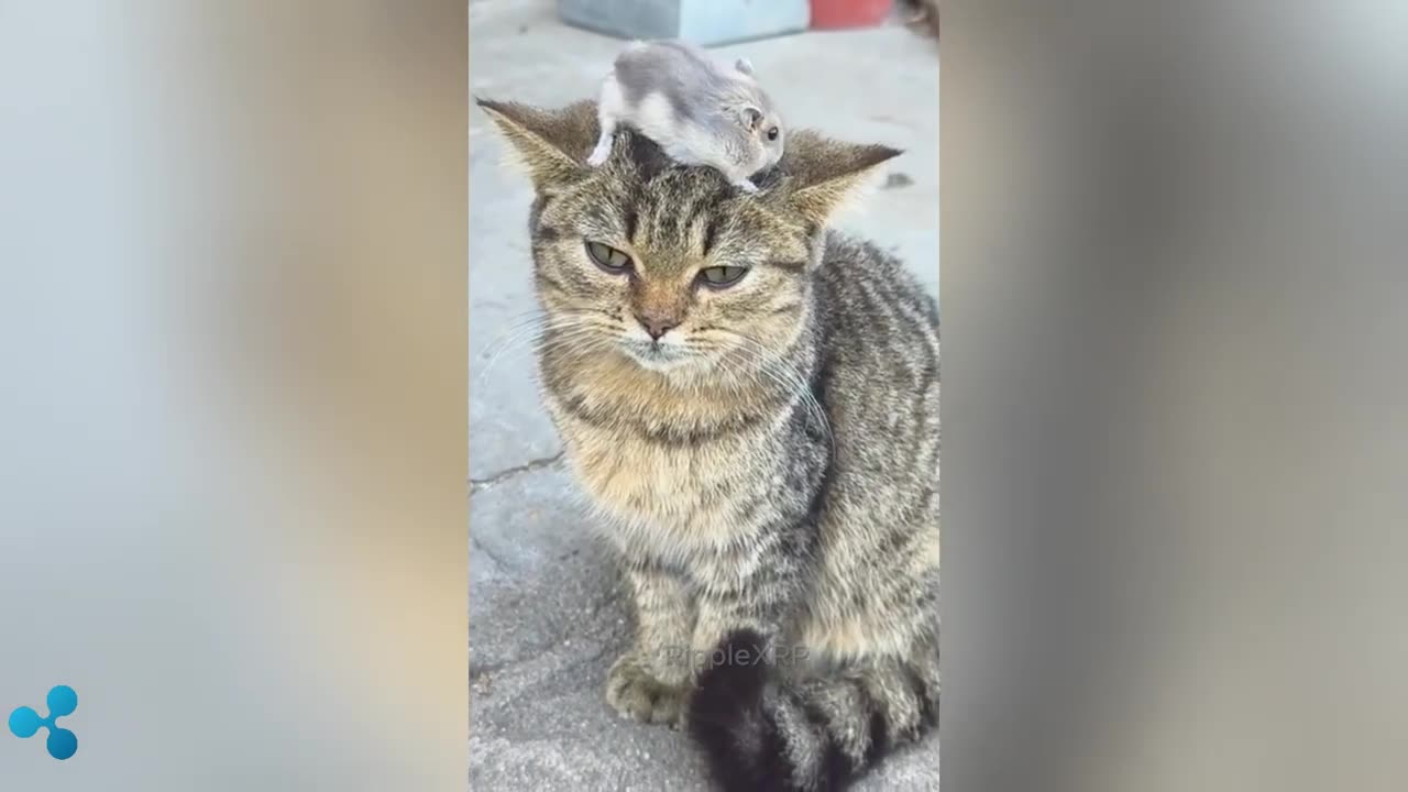 Funniest Animals 2024 😂 Funny Cats 🐱 | Funny Animal Videos 2024 Part 02