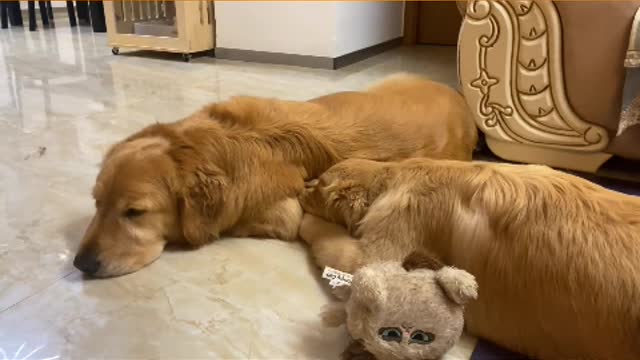 The true nature of a dog is the innate need for friendly contact with others