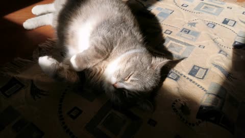 A Cat Lying Lazily On The Carpet Floor 2