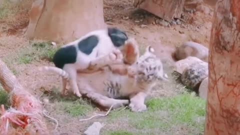 Little pig fighting with little tiger, so cute