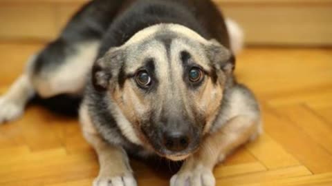 what your dog's ears tell you ? top 7 dog ear signs!