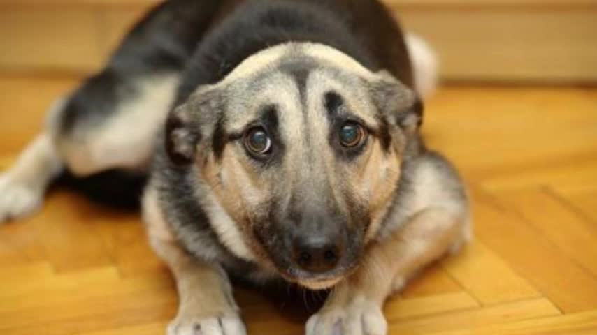 what your dog's ears tell you ? top 7 dog ear signs!