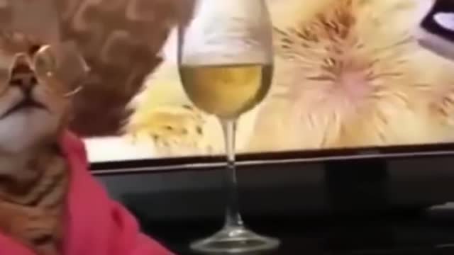 Best Funny Cats and Dogs πΆπ±