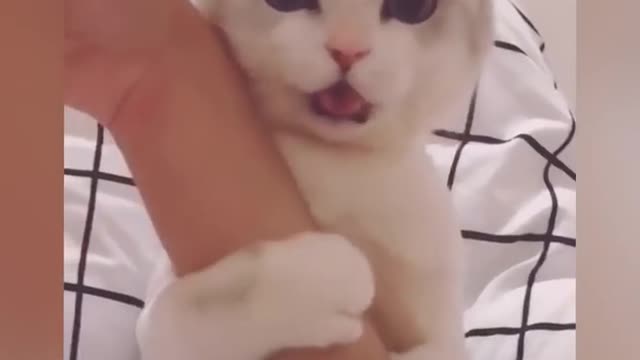 OMG So Cute ♥ Best Funny Cat Videos Part 4