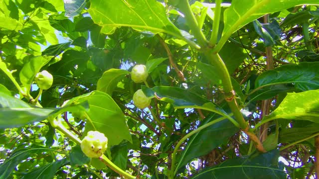 Noni plant-Morinda citrifolia