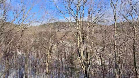 A Drone Footage of Dry Trees