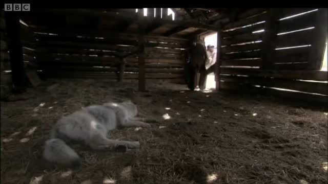 Face to Face with a Killer | Lobo | The Wolf That Changed America | BBC Earth