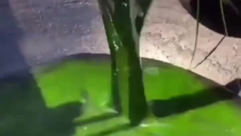 This is a beautiful and charming water-dwelling species