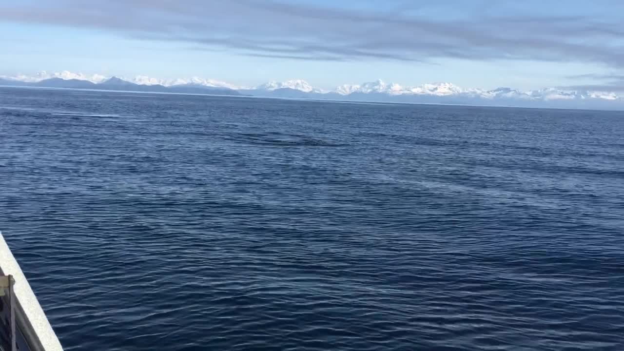 Majestic Orca Whales Swimming