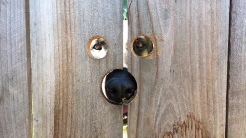 Fence Face Cut Out