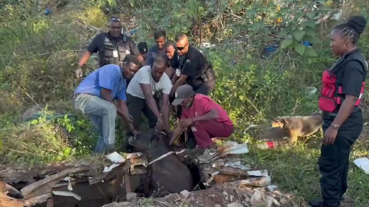 Bull rescued from pit toilet