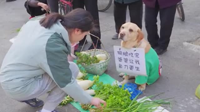 The dog helps grandma sell vegetables. Don't fool me