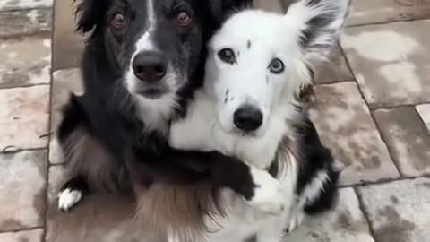 Cute Dogs