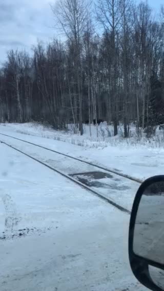 Moose by the tracks