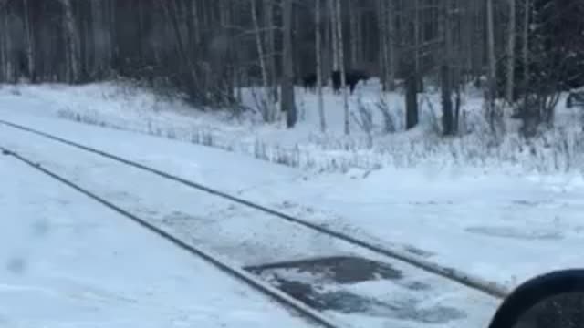 Moose by the tracks