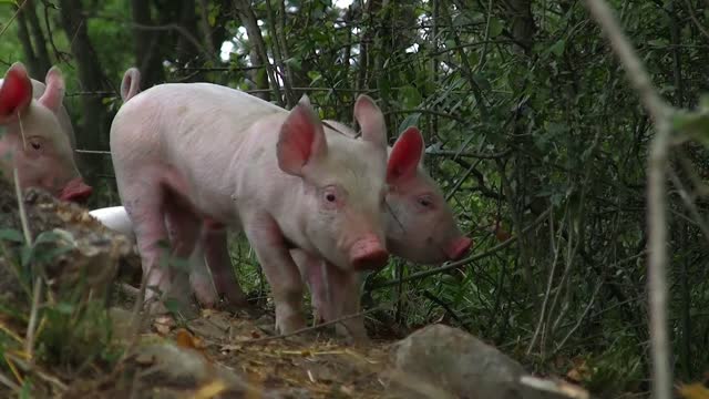 The pig play